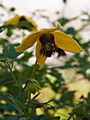 Clematis tangutica Golden Tiara (Kugotia) IMG_7143 Powojnik